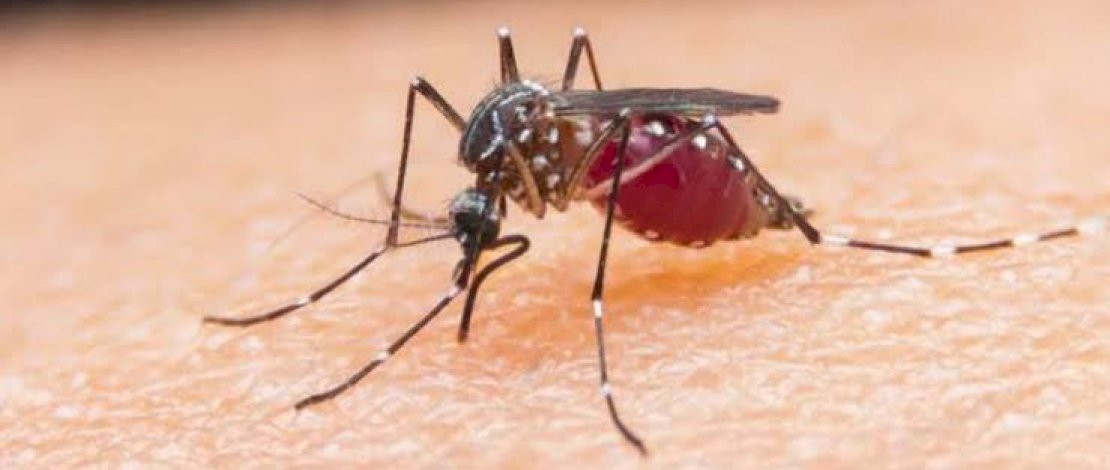 Ilustrasi nyamuk aedes aegypti mengisap darah. 