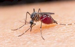 Waspada, Presyok pada Penderita DBD Bisa Sebabkan Kematian