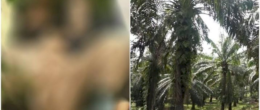 Kades dipergoki mesum di kebun sawit.