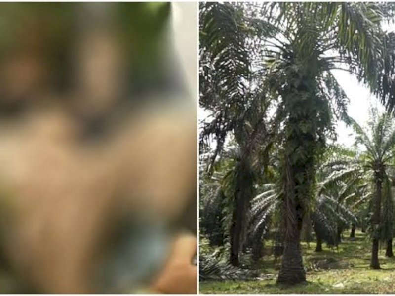 Pak Kades Tenteng Terpal Masuk ke Kebun Sawit, Dikuntit Warga Ternyata Mau Begituan Bareng Selingkuhan