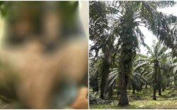 Pak Kades Tenteng Terpal Masuk ke Kebun Sawit, Dikuntit Warga Ternyata Mau Begituan Bareng Selingkuhan
