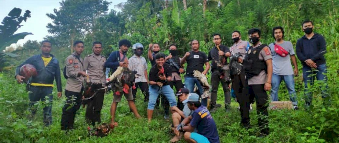 Pelaku judi sabung ayam diamankan.