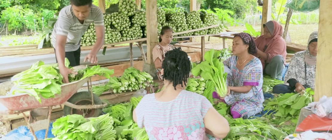 Ada Istana Sayur di Desa Lampoko Bone