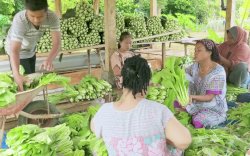 Ada Istana Sayur di Desa Lampoko Bone