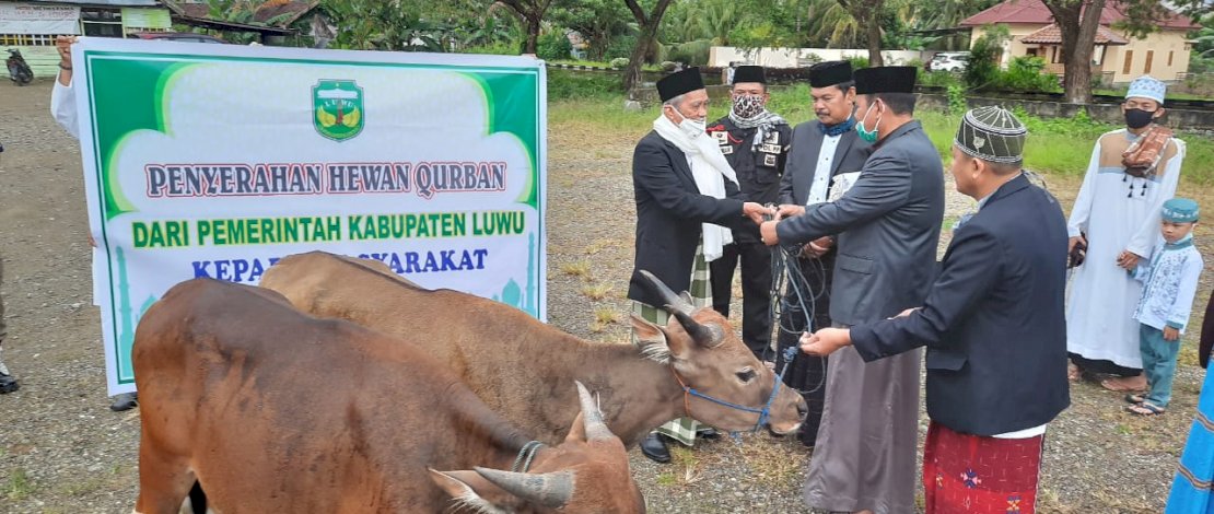 Hewan kurban Bupati Luwu, H Basmin Mattayang.