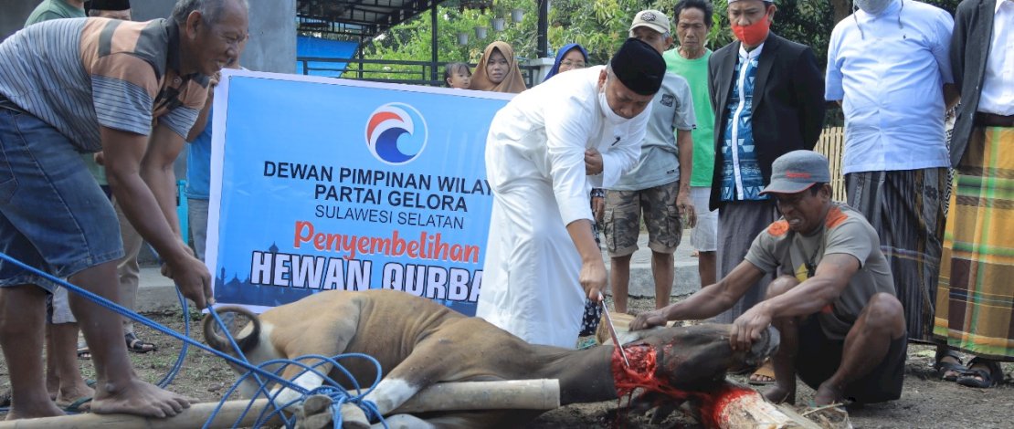 Penyembelihan hewan kurban Partai Gelora Sulsel.