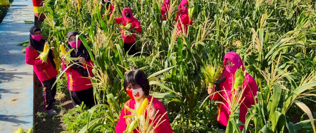 Brimob Parepare dan Bhayangkari Panen Raya Hasil KRPL