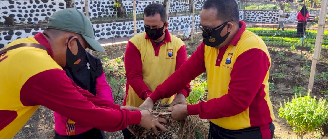 Brimob Parepare dan Bhayangkari Panen Raya Hasil KRPL