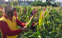 Brimob Parepare dan Bhayangkari Panen Raya Hasil KRPL