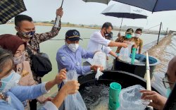 Pemkab Takalar Dapat Bantuan Bibit Udang dan Revitalisasi Tambak