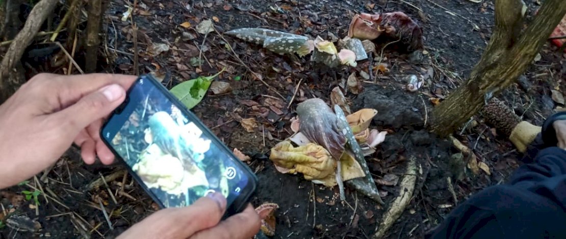 Bunga bangkai yang dirusak orang tak dikenal.