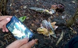 Bunga Bangkai yang Tumbuh di Parepare Dirusak Orang Tak Dikenal