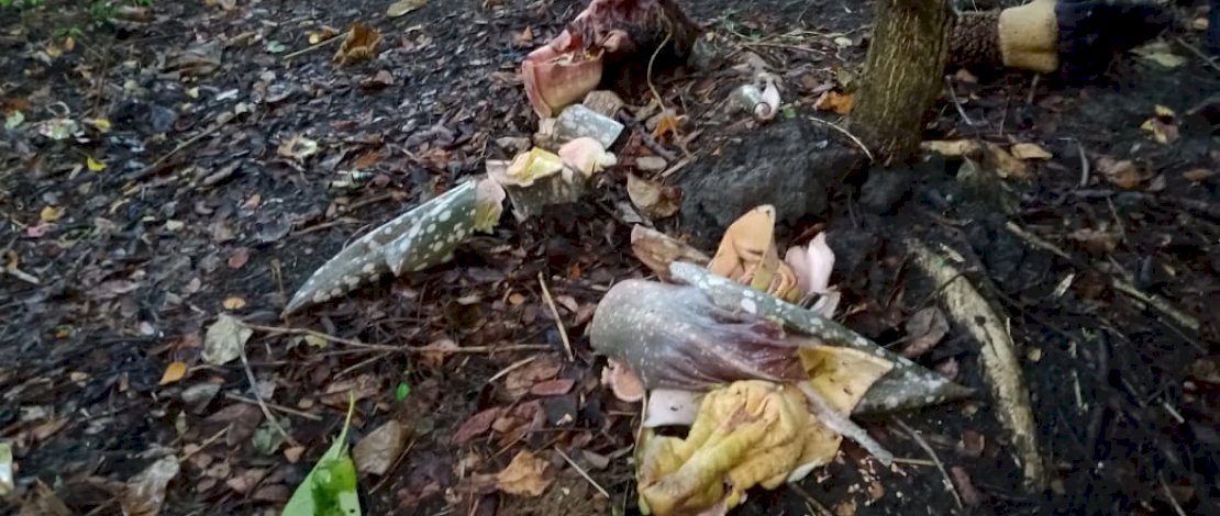 Bunga bangkai yang dirusak orang tak dikenal.