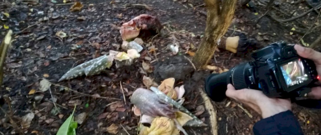 Bunga bangkai yang dirusak orang tak dikenal.