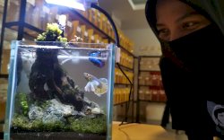Mulai Hari Ini, Ratusan Ikan Cupang Dipamerkan di Fox Cupang Exhibition