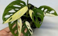 Janda Bolong, Tanaman Hias yang Dijual Rp100 Juta per Pohon