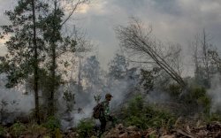 Puluhan Daerah di Sumsel Dalam Bahaya Karhutla
