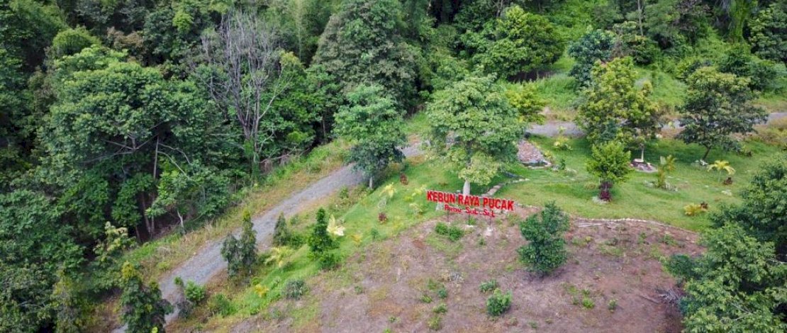 Kebun Raya Pucak Disiapkan Jadi Destinasi Wisata Andalan Sulsel