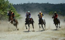 Harga Daging Kuda di Jeneponto Naik Jadi Rp130 Ribu Sekilo