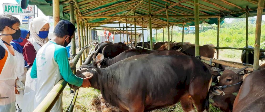 Gotong Royong OPD, Pemkab Maros Targetkan 500 Paket Daging Kurban