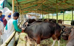 Jelang Idul Adha, Penjualan Hewan Qurban Masih Lesu