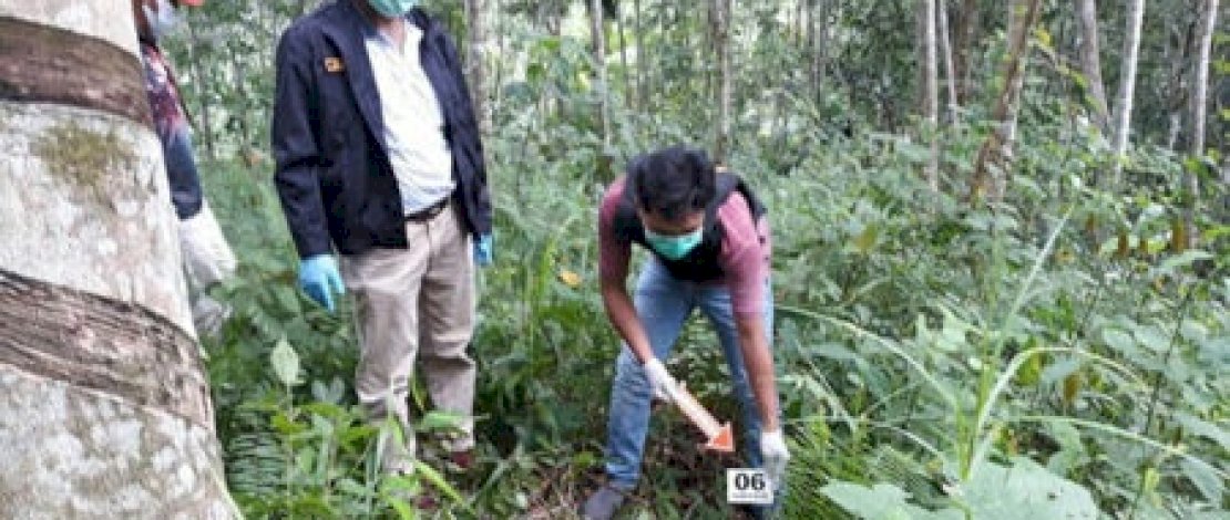 Jasad Mareko terkapar di kebun karet.