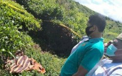 Katanya Obat Kuat Ternyata Racun Hama, Mama Muda Bunuh Selingkuhan di Kebun Teh