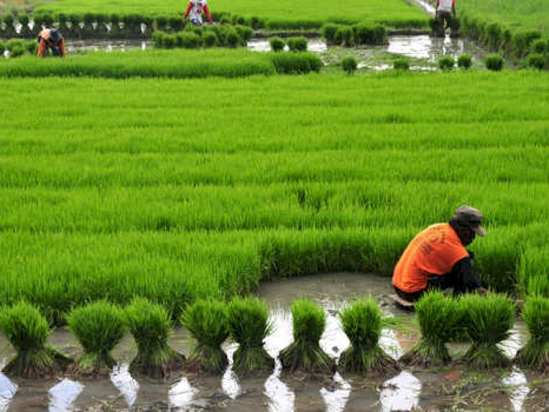 FAO Ingatkan Potensi Krisis Pangan Gegara Corona