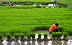 Segini Target Produksi RI di Bidang Pertanian, Padi Sebesar 55,42 Juta Ton 