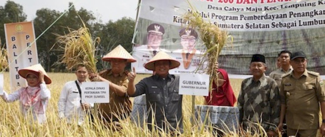 Gubernur Sumsel, H Herman Deru, saat panen raya Padi IP 200 di Sumatera Selatan.