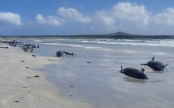 100 Paus dan Lumba-lumba Mati Terdampar di Selandia Baru