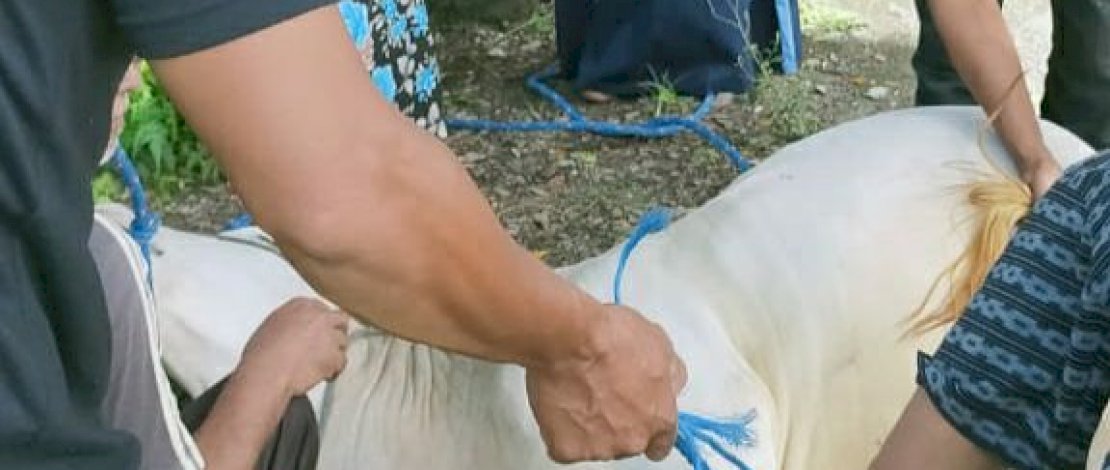 SMA Negeri 3 Sigi Kurbankan Seekor Sapi