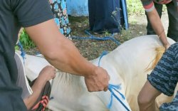 SMA Negeri 3 Sigi Kurbankan Seekor Sapi