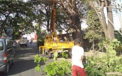 Waspadai Pohon Tumbang di Musim Hujan DLH Mulai Lakukan Pemangkasan Pohon