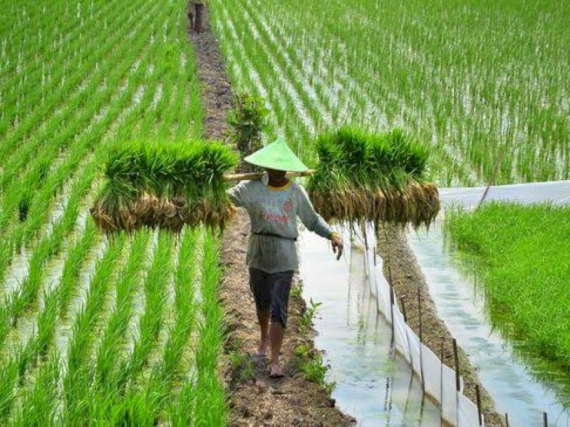Covid-19 Lumpuhkan Ekonomi, Anak Muda Diminta Garap Pertanian