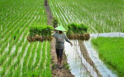 Covid-19 Lumpuhkan Ekonomi, Anak Muda Diminta Garap Pertanian