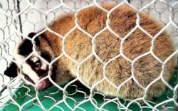 Tikus yang Dijual di Pasar Asia Tenggara Disebut Mengandung Corona