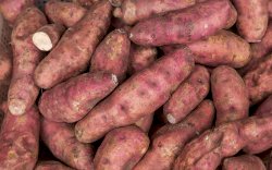 Punya Potensi Besar, Indonesia Mulai Dorong Komoditas Ubi Jalar