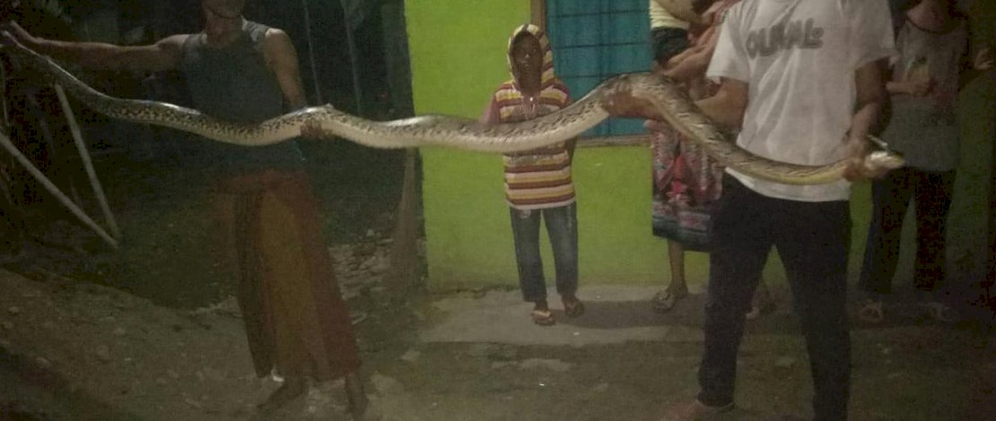 Ular piton yang nyaris masuk ke rumah warga. 