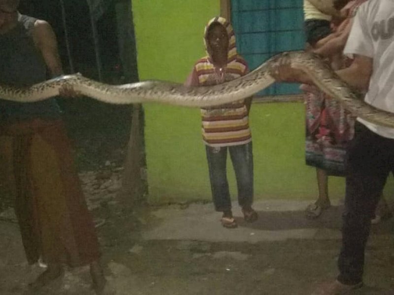 Daeng Tarring Berteriak Nyaring Saat Ular Piton Besar Hampir Masuk ke Rumahnya