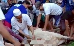 Begini Detik-detik Ustaz Asmala Meninggal Saat Tengah Menyembelih Kurban