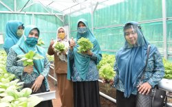 Ketua TP PKK Takalar Apresiasi Program Tanaman Hidroponik di Desa Lengkese