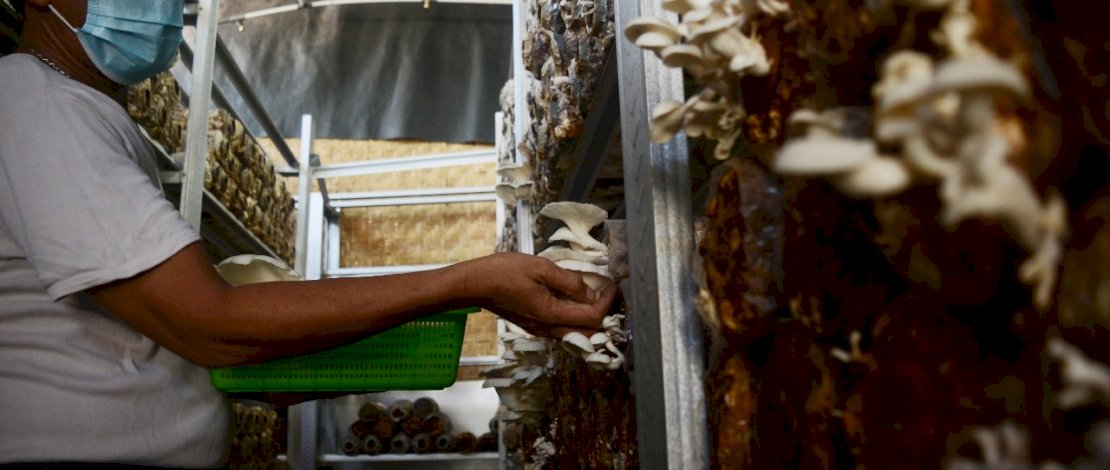 Petani memanen jamur tiram yang dibudidayakan di tengah pendemi Covid-19 di Kota Parepare, Sulawesi selatan, Kamis 12 November 2020. Meski budidaya jamur tiram di kota Parepare masih baru, namun budidaya jamur tiram menjadi salah satu peluang bisnis yang menjanjikan di tengah pandemi Coronavirus Disease (Covid-19). FOTOGRAFER/ZUL KIFLI