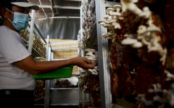 Budidaya Jamur Tiram di Tengah Pandemi Covid-19