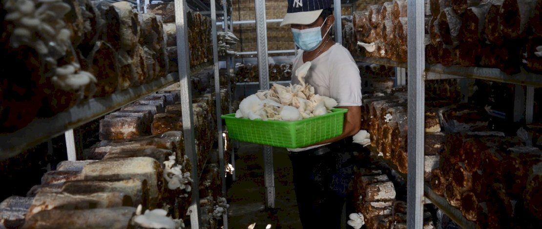 Petani memanen jamur tiram yang dibudidayakan di tengah pendemi Covid-19 di Kota Parepare, Sulawesi selatan, Kamis 12 November 2020. Meski budidaya jamur tiram di kota Parepare masih baru, namun budidaya jamur tiram menjadi salah satu peluang bisnis yang menjanjikan di tengah pandemi Coronavirus Disease (Covid-19). FOTOGRAFER/ZUL KIFLI