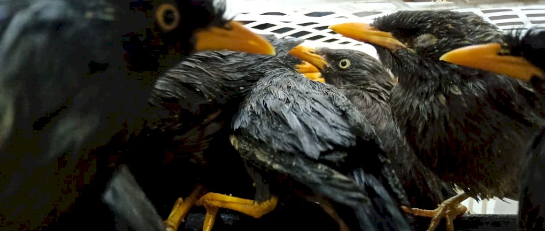 Burung Jalak Kerbau yang diamankan Stasiun Karantina Pertanian Parepare. (Foto: Zul Kifli)
