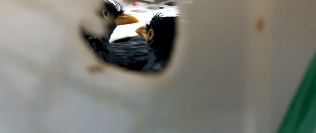 Burung Jalak Kerbau yang diamankan Stasiun Karantina Pertanian Parepare. (Foto: Zul Kifli)