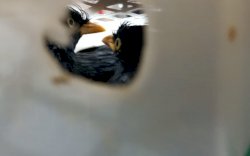 Ditinggalkan Pemilik, 282 Ekor Burung Jalak Kerbau Dikembalikan ke Samarinda