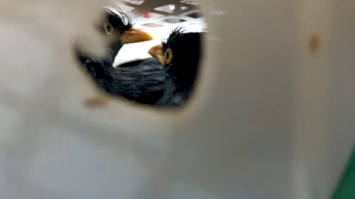 570 Gambar Burung Jalak Dan Kerbau Gratis