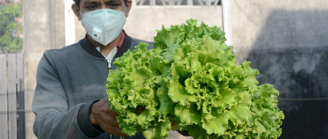 Pekerja memanen tanaman selada yang dibudidaya dengan sistem hidroponik di Kota Parepare, Sulawesi Selatan, Selasa 17 November 2020. Berkebun di rumah dengan tanaman hidroponik menjadi salah satu upaya mendukung pemerintah dalam menjaga ketahanan pangan di tengah pandemi COVID-19 khususnya di wilayah perkotaan. FOTOGRAFER/ZUL KIFLI